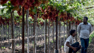 Sahyadri Farms, une coop&eacute;rative mod&egrave;le pour les agriculteurs indiens en grande difficult&eacute;