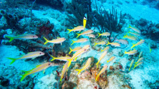 Globale Erw&auml;rmung bedroht wichtige Planktonarten: Mainzer Forscher schlagen Alarm