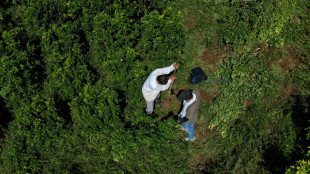 Pagar para arrancar plantas de coca: a aposta da Col&ocirc;mbia contra o narcotr&aacute;fico
