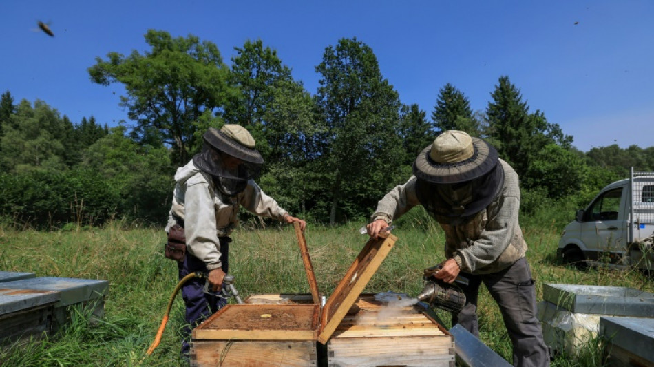 Le retour des n&eacute;onicotino&iuml;des en France serait "un d&eacute;sastre", pour le principal syndicat d'apiculteurs