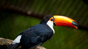 Dix toucans morts d&eacute;couverts dans un camion en Moselle