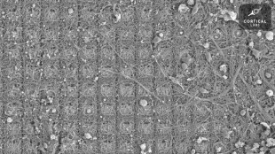 Des neurones dou&eacute;s de sensations ont appris &agrave; jouer &agrave; un jeu vid&eacute;o (&eacute;tude)