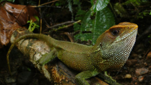 P&eacute;rou: d&eacute;couverte d'un l&eacute;zard inconnu, baptis&eacute; en l'honneur du chanteur d'Iron Maiden