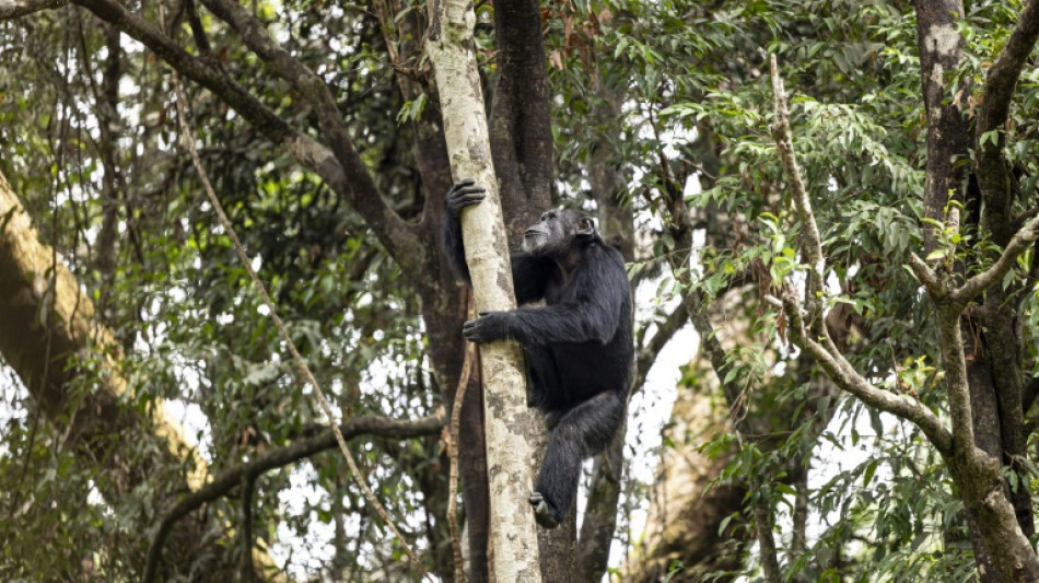 Los chimpancés consumen alcohol a diario, según un estudio