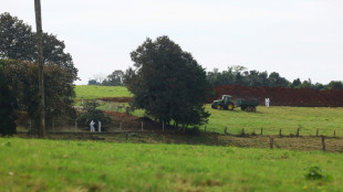 Brasil se declara libre de gripe aviar tras el brote que afect&oacute; sus exportaciones