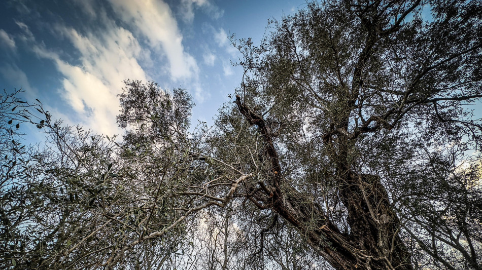 L'olivo sfruttato in Italia da 3.700 anni, le prove in Sicilia