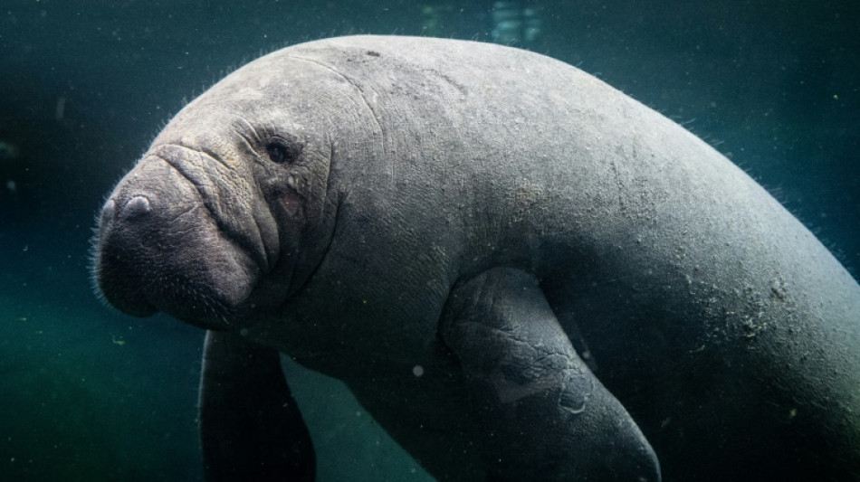 Ambientalistas advertem para risco de extin&ccedil;&atilde;o de peixes-bois na Guatemala 