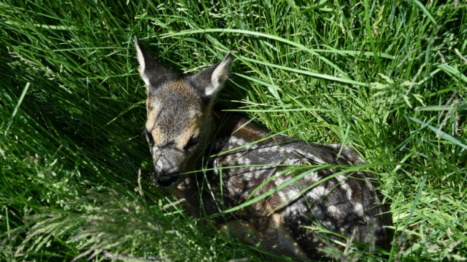 Landwirtschaftsministerium: 2024 tausende Rehkitze durch Drohneneinsatz gerettet