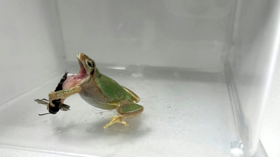 D&eacute;pourvu de dard, le m&acirc;le de la gu&ecirc;pe pique avec son p&eacute;nis