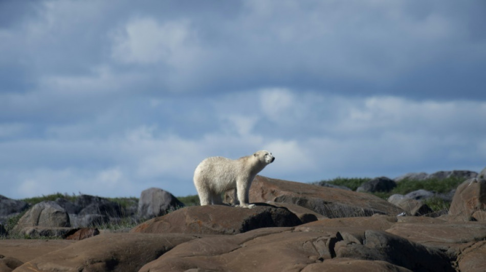 Ursos polares modificam comportamento na Groenl&acirc;ndia devido a mudan&ccedil;as clim&aacute;ticas