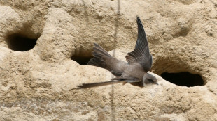 Compter les oiseaux pour mieux les prot&eacute;ger