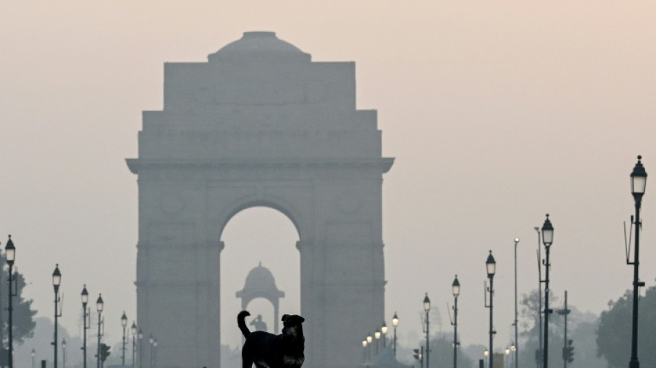 India ordena capturar decenas de miles de perros callejeros en Nueva Delhi