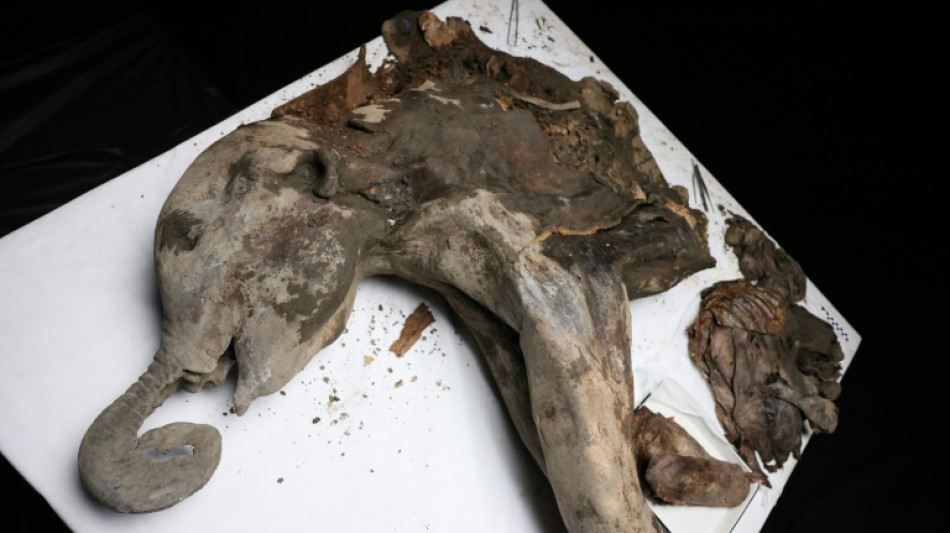 Yana, a 130,000-year-old baby mammoth, goes under the scalpel