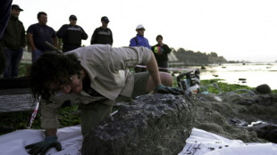 F&oacute;ssil de r&eacute;ptil marinho de 70 milh&otilde;es de anos &eacute; descoberto no Chile