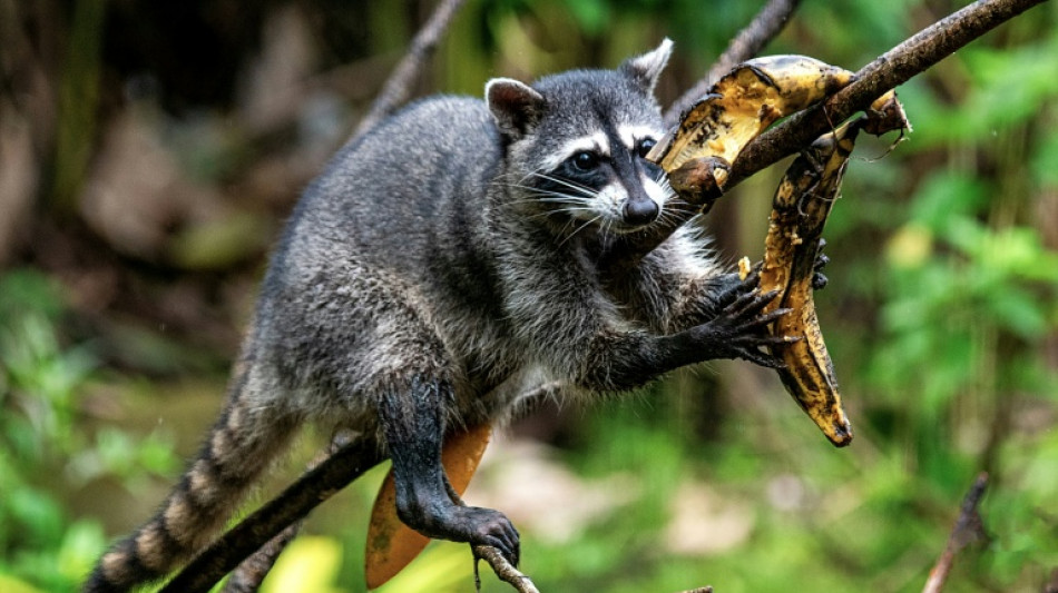 Nordrhein-Westfalen: Unbekannter erschie&szlig;t Waschb&auml;r mit Armbrust