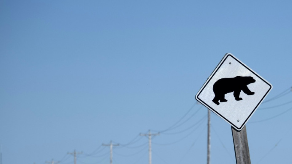 Ataque de urso pardo a grupo escolar deixa 4 hospitalizados no Canadá