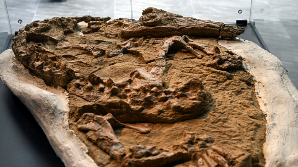 F&oacute;ssil de crocodilo de entre 10 a 12 milh&otilde;es de anos &eacute; descoberto no Peru