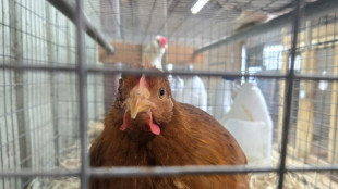 Tausende Masth&auml;hnchen verenden bei Brand in Betrieb in Baden-W&uuml;rttemberg