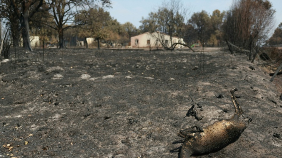 Wildlife face 'catastrophic' losses as France's forests burn