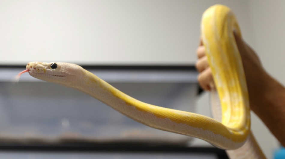 Python b&uuml;xt in Hannover zweimal binnen zwei Wochen aus