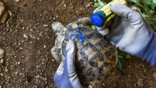 En Gr&egrave;ce, br&ucirc;l&eacute;es ou bless&eacute;es dans les incendies, des tortues se refont une sant&eacute;