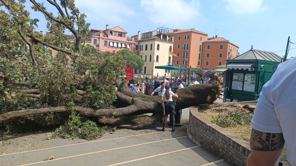 Cade albero al terminal auto di Venezia, dieci feriti