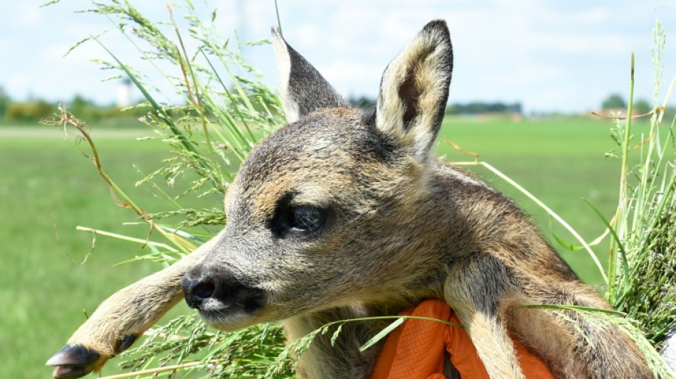 Polizei befreit in L&uuml;beck Rehkitz aus Kanalschacht