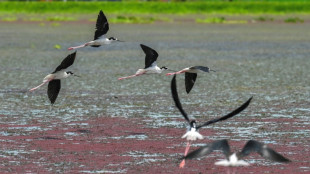 Colombia fue el país más mortífero para los ambientalistas en 2024