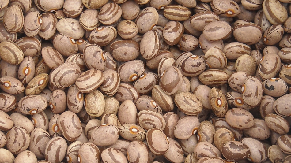 Pi&ugrave; proteine vegetali come noci e legumi a difesa del cuore