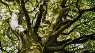 Deutsche W&auml;lder absorbieren 2021 mehr als 52 Millionen Tonnen Kohlendioxid