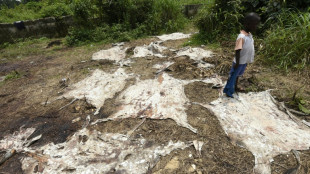 Seis millones de burros sacrificados para la medicina china