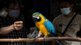 Sprechender Papagei schl&auml;gt offenbar Einbrecher in Werne in die Flucht