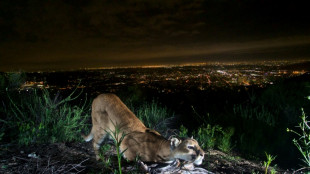 Les cougars de Los Angeles menac&eacute;s par la fr&eacute;quence accrue des feux de for&ecirc;t