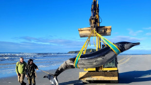 La baleine la plus rare au monde &eacute;choue sur une plage de Nouvelle-Z&eacute;lande