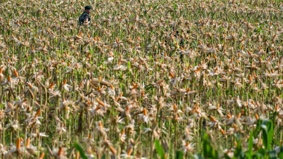 Concorr&ecirc;ncia internacional faz cair pre&ccedil;os dos gr&atilde;os