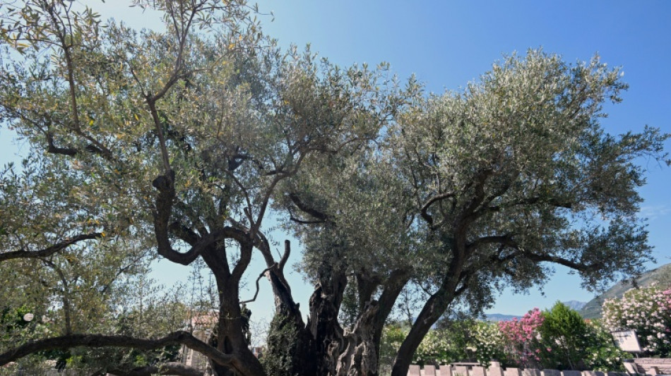 Reviving Montenegro's 'ancient' olive tree 
