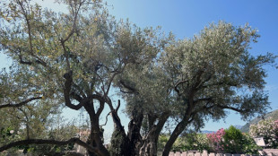 Reviving Montenegro's 'ancient' olive tree 