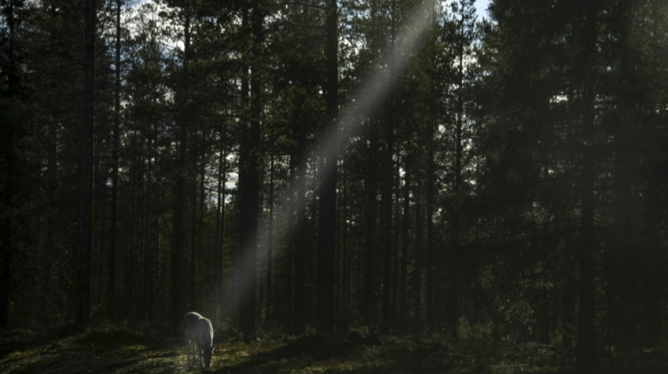 Growing Arctic military presence worries Finland's reindeer herders