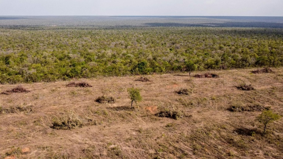 Una ONG brit&aacute;nica acusa a H&M y Zara de estar vinculadas a la deforestaci&oacute;n en Brasil