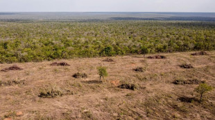 Una ONG brit&aacute;nica acusa a H&M y Zara de estar vinculadas a la deforestaci&oacute;n en Brasil