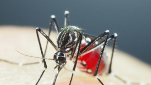 Probable aumento de casos de dengue, zika y chikungu&ntilde;a en Francia