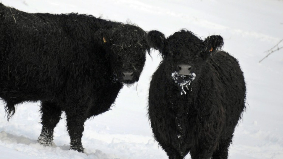 Kuh auf Weide in Hessen get&ouml;tet und K&auml;lber gestohlen