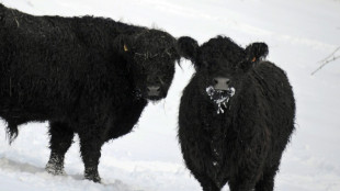 Kuh auf Weide in Hessen get&ouml;tet und K&auml;lber gestohlen