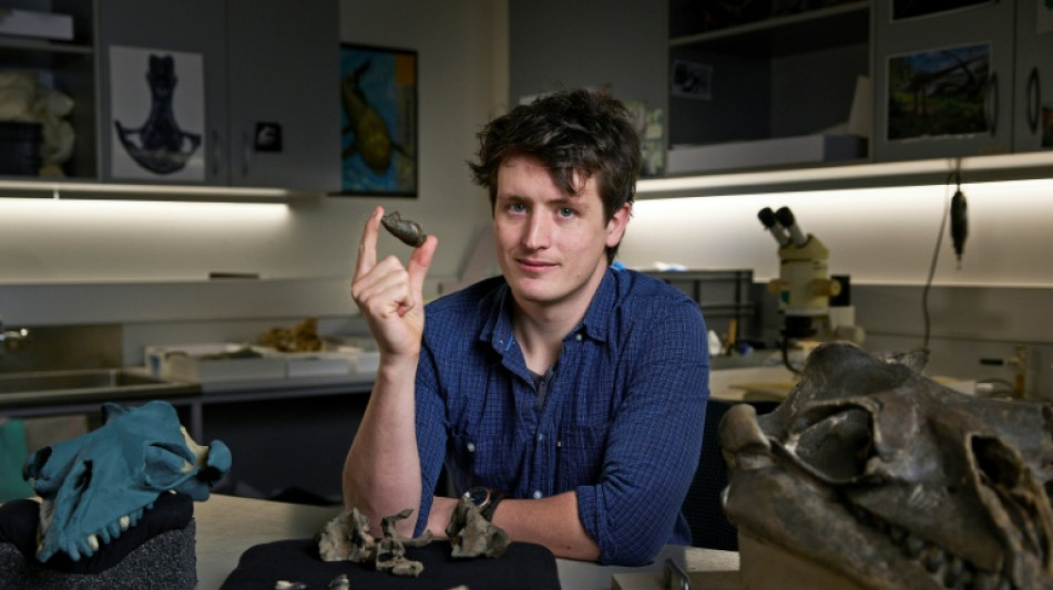 Australie: découverte d'une baleine préhistorique