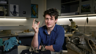 Australie: découverte d'une baleine préhistorique