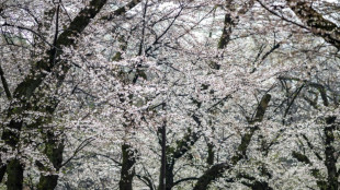 La floraci&oacute;n plena del cerezo, espect&aacute;culo para turistas y locales en Tokio