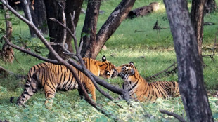 India investigates 'unnatural' death of five tigers