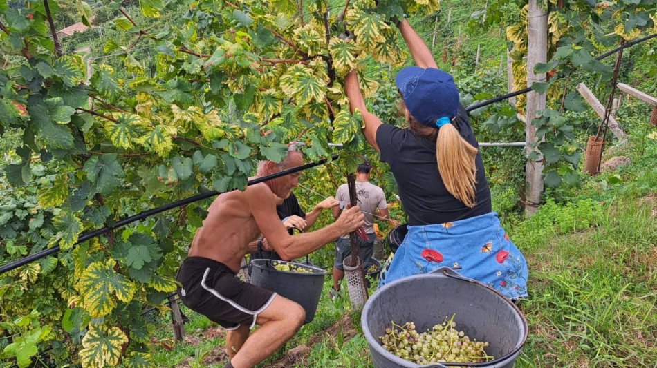 Previsioni positive per vendemmia Conegliano Valdobbiadene