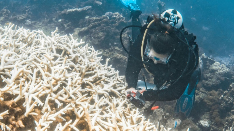 Blanqueo r&eacute;cord de corales en la costa occidental de Australia, seg&uacute;n una ONG