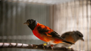 Dar nuevas alas al cardenalito de Venezuela para sobrevolar la extinci&oacute;n